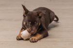 Beeztees Yavru Köpek Sumo Mını Dental Oyuncak Xs - Görsel 2