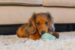 Beeztees Yavru Köpek Sumo Mını Dental Oyuncak Xs - Görsel 2