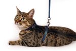 Karlıe Kedi Göğüs Tasması Mavi 110 - Görsel 2