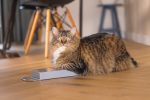 Beeztees Kedi Karton Tırmalama, Mavi, 45cm - Görsel 2