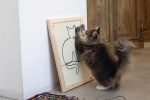 Beeztees DBL Kedi Tırmalama Tahtası, 50x40x2cm - Görsel 6