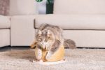 Beeztees DBL Kedi Tırmalama ve Oyuncağı, 29,5x29,5x22cm - Görsel 3