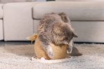 Beeztees DBL Kedi Tırmalama ve Oyuncağı, 29,5x29,5x22cm - Görsel 6
