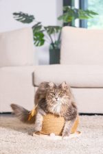 Beeztees DBL Kedi Tırmalama ve Oyuncağı, 29,5x29,5x22cm - Görsel 7