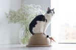 Beeztees DBL Kedi Tırmalama ve Oyuncağı, 34,5x34,5x18cm - Görsel 10