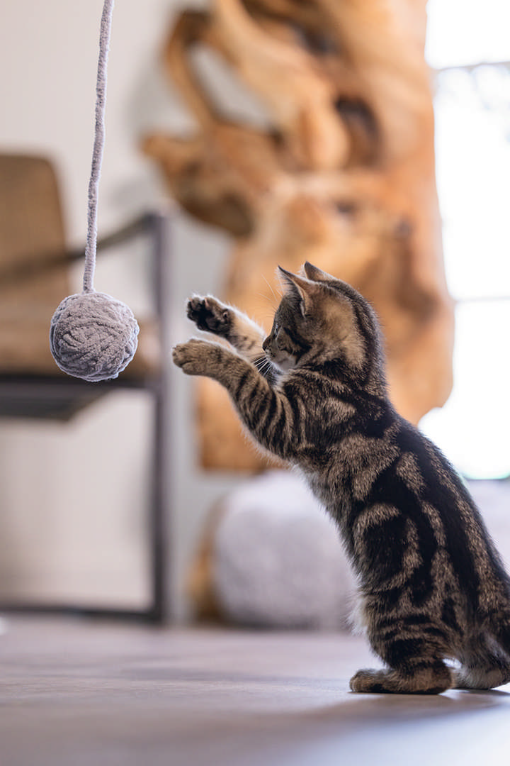 1142534_beeztees-yavru-kedi-oyuncagi-kuyruklu-yun-top-65cm-35cm-kuyruk-yavru-kedi-rnleri-beeztees-22878-47-B.jpg Beeztees Yavru Kedi Oyuncağı, Kuyruklu Yün Top, 6,5cm, 35cm kuyruk - Görsel 3