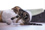 Beeztees Yavru Kedi Oyuncağı, Kuyruklu Yün Top, 6,5cm, 35cm kuyruk - Görsel 6