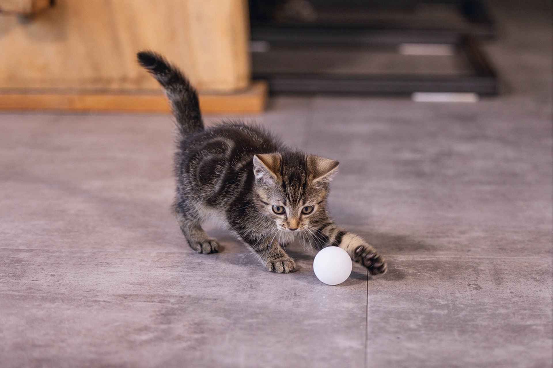 1142537_beeztees-yavru-kedi-oyuncagi-ping-pong-topu-4-adet-4cm-kedi-aktivite-oyuncaklar-beeztees-22854-47-B.jpg Beeztees Yavru Kedi Oyuncağı, Ping Pong Topu, 4 Adet, 4cm - Görsel 3