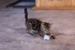 Beeztees Yavru Kedi Oyuncağı, Hışırtılı Top, 4 Adet, 5cm - Görsel 7