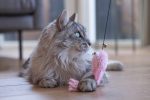 Beeztees Kedi Oltası, Zilli, Peluş Ahtapot, - Görsel 2