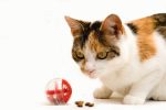 Beeztees Kedi Oyuncağı, Oyun ve Ödül Topu, 5,5cm - Görsel 2