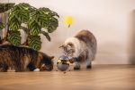 Beeztees Kedi Oyuncağı, Hacıyatmaz, İçinde Top, Ucunda Tüy, 10x10x42cm - Görsel 2