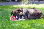 Beeztees Köpek Oyuncağı, Donut, Peluş, Çeşitli Renklerde, 12x12x5cm - Görsel 5