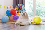 Beeztees Köpek Oyuncağı, Parti Balonu, Peluş, Mavi, 39x13x7,5cm - Görsel 2