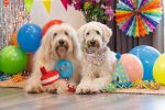 Beeztees Köpek Oyuncağı, Parti Balonu, Peluş, Mavi, 39x13x7,5cm - Görsel 5
