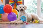 Beeztees Köpek Oyuncağı, Parti Balonu, Peluş, Mavi, 39x13x7,5cm - Görsel 7