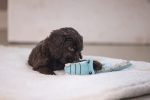 Beeztees Köpek Oyuncağı, Peluş, Turkuaz, 16x18x8,5cm - Görsel 2