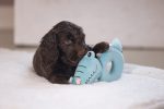 Beeztees Köpek Oyuncağı, Peluş, Turkuaz, 16x18x8,5cm - Görsel 3