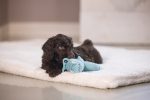 Beeztees Köpek Oyuncağı, Peluş, Turkuaz, 16x18x8,5cm - Görsel 4