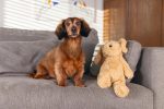 Beeztees Köpek Oyuncağı, Ayı, Peluş, Kahverengi, 41x15x13cm - Görsel 2