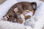 Beeztees Yavru Köpek Oyuncağı, Tavşan, Peluş, Gri, 15x9x4cm - Görsel 3