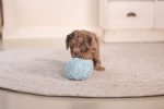 Beeztees Yavru Köpek Oyuncağı, Top, Peluş, Mavi, 10cm - Görsel 3