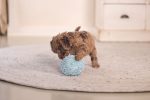 Beeztees Yavru Köpek Oyuncağı, Top, Peluş, Mavi, 10cm - Görsel 4