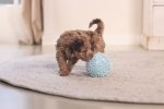 Beeztees Yavru Köpek Oyuncağı, Top, Peluş, Mavi, 10cm - Görsel 8