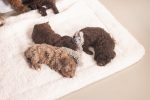 Beeztees Yavru Köpek Oyuncağı, Peluş, Gri, 37x28x4cm - Görsel 3