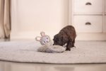 Beeztees Yavru Köpek Oyuncağı, Peluş, Gri, 37x28x4cm - Görsel 6