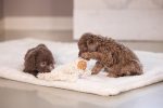 Beeztees Yavru Köpek Oyuncağı, Peluş, Beyaz, 37x28x4cm - Görsel 3