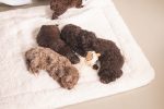 Beeztees Yavru Köpek Oyuncağı, Peluş, Beyaz, 37x28x4cm - Görsel 4