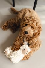 Beeztees Köpek Oyuncağı, Koyun, Peluş, Beyaz, 26x6x21cm - Görsel 4