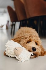 Beeztees Köpek Oyuncağı, Koyun, Peluş, Beyaz, 26x6x21cm - Görsel 2