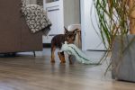 Beeztees Yavru Köpek Oyuncağı, Dragon, Peluş, Gri, 45x24,5x6cm - Görsel 4
