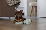 Beeztees Yavru Köpek Oyuncağı, Dragon, Peluş, Gri, 45x24,5x6cm - Görsel 7