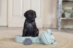 Beeztees Yavru Köpek Oyuncağı, Dragon, Peluş, Gri, 45x24,5x6cm - Görsel 8