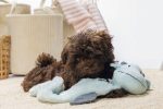 Beeztees Yavru Köpek Oyuncağı, Dragon, Peluş, Gri, 70x16x10cm - Görsel 5