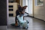 Beeztees Yavru Köpek Oyuncağı, Dragon, Peluş, Gri, 70x16x10cm - Görsel 7