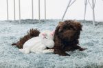 Beeztees Yavru Köpek Oyuncağı, Unicorn, Peluş, Beyaz, 33x25x14cm - Görsel 2