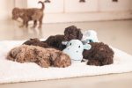 Beeztees Yavru Köpek Oyuncağı, Dragon, Peluş, Yeşil, 31,5x25x17cm - Görsel 5