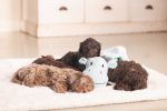 Beeztees Yavru Köpek Oyuncağı, Dragon, Peluş, Yeşil, 31,5x25x17cm - Görsel 6
