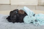 Beeztees Yavru Köpek Oyuncağı, Dragon, Peluş, Yeşil, 31,5x25x17cm - Görsel 7