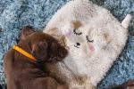 Beeztees Yavru Köpek Oyuncağı, Peluş, Beyaz, 40x22x5cm - Görsel 4