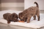 Beeztees Köpek Oyuncağı, Sesli, Donut, Lateks, Çeşitli Renklerde, 7x7x3cm - Görsel 3