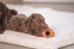 Beeztees Köpek Oyuncağı, Sesli, Donut, Lateks, Çeşitli Renklerde, 7x7x3cm - Görsel 7
