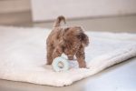 Beeztees Köpek Oyuncağı, Sesli, Donut, Lateks, Çeşitli Renklerde, 7x7x3cm - Görsel 9