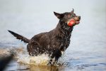 Beeztees Köpek Oyuncağı, Yüzen, İçi Su Dolabilen Toplar, Mavi/Kırmızı, 3 Adet, 6,2cm - Görsel 3