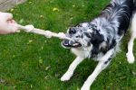 Beeztees Köpek Oyuncağı, İpli Tenis Topu, Kauçuk, Gri/Kahverengi, İp 39cm, Top 6,3cm - Görsel 2