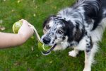 Beeztees Köpek Oyuncağı, İpli İki Tenis Topu, Kauçuk, Gri/Kahverengi, 21cm, Top 6,3cm - Görsel 2